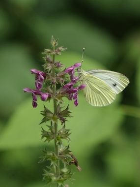 停歇在小花上的菜粉蝶图片